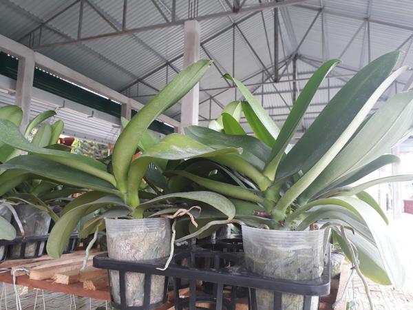 Lan Làng Tre - Hình mô tả 3