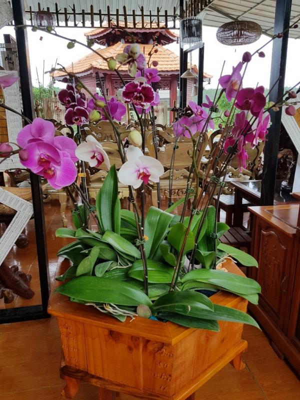 Lan Làng Tre - Hình mô tả 6