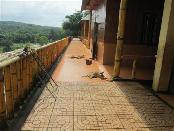 Hình ảnh Trung tâm Nhân Đạo Làng Tre năm 2015 - Hình mô tả 32